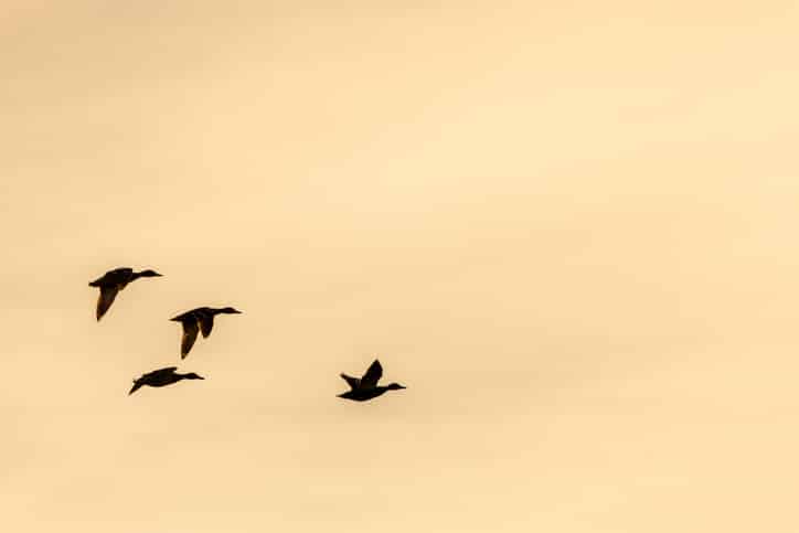 come essere un leader in natura uccelli migratori